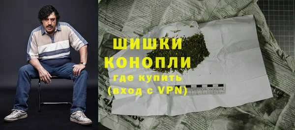 сатива Новозыбков